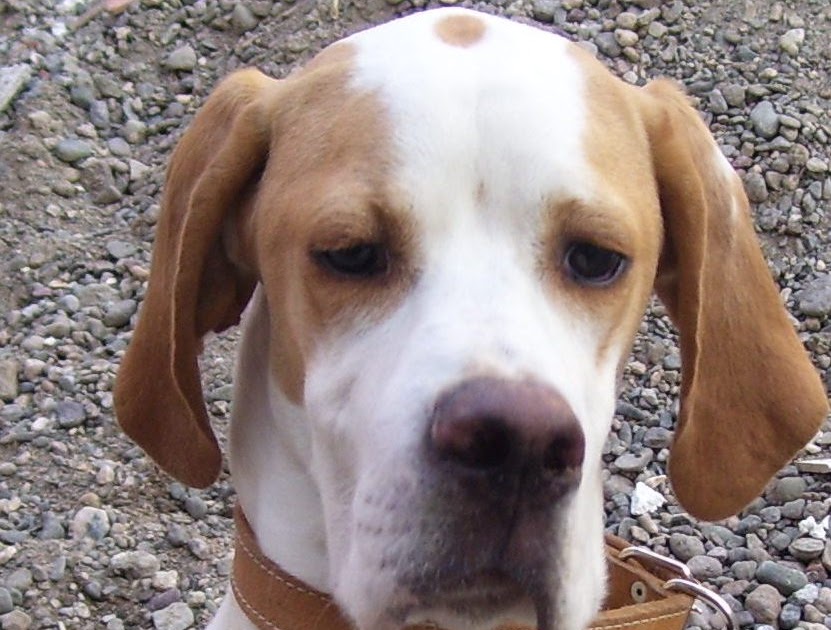çatal burun köpek